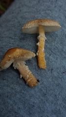 Cystoderma