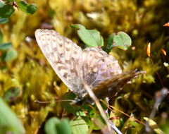 Boloria