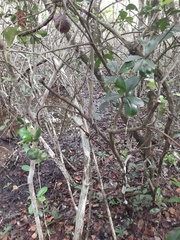 Diospyros tetrasperma