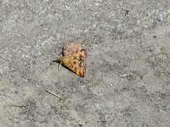 Pyrausta subsequalis