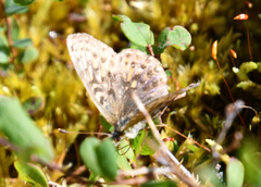 Boloria