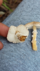 Cystoderma
