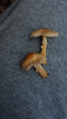 Cystoderma