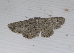 Iridopsis defectaria