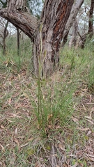 Xanthorrhoea minor lutea