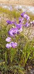 Swainsona procumbens