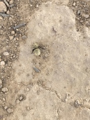 Dasymutilla sackenii