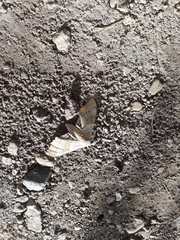 Pachysphinx occidentalis