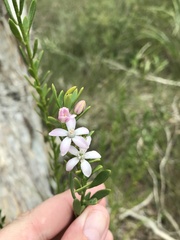 Philotheca queenslandica