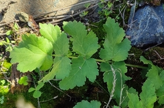 Pastinaca sativa sylvestris