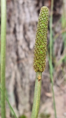 Xanthorrhoea minor lutea