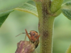 Adelphocoris rapidus