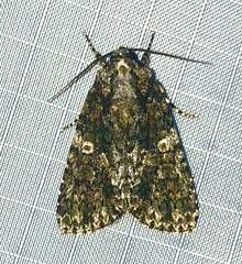Acronicta afflicta