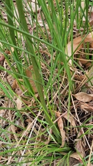 Xanthorrhoea minor lutea