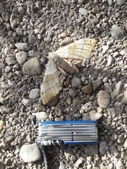 Pachysphinx occidentalis