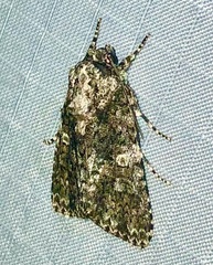 Acronicta afflicta
