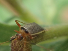 Adelphocoris rapidus