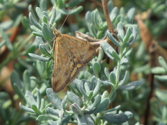 Pyrausta subsequalis