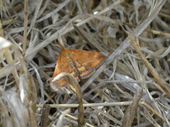 Pyrausta subsequalis