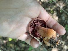 Cortinarius distans