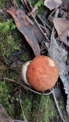 Leccinum
