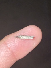 Pyraloidea