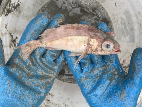 Olive-backed rockfish (Sebastes saxicola) — Sebastidae — 3