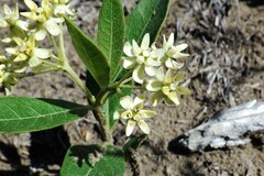 Asclepias ovalifolia