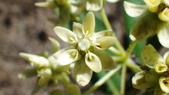 Asclepias ovalifolia