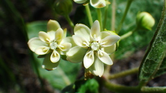Asclepias ovalifolia