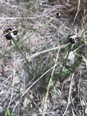 Amaryllidaceae