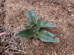 Ledebouria
