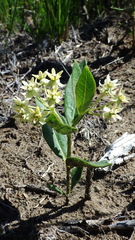 Asclepias ovalifolia