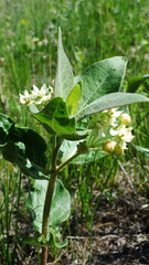 Asclepias ovalifolia