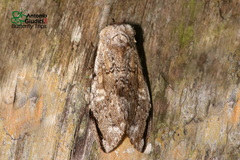 Stauroplitis accomodus