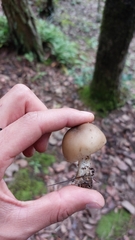 Lyophyllum