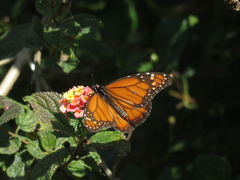 Danaus erippus