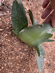 Ledebouria