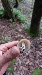 Lyophyllum