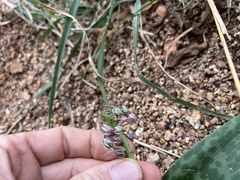 Ledebouria