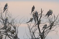 Nymphicus hollandicus