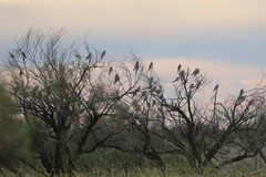 Nymphicus hollandicus