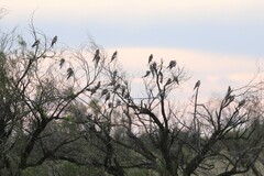 Nymphicus hollandicus