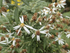 Olearia