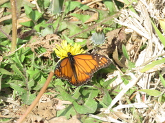 Danaus erippus