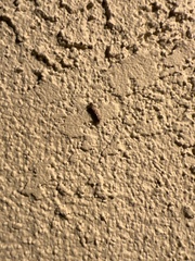 Lepidoptera