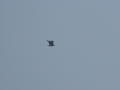 Stercorarius chilensis