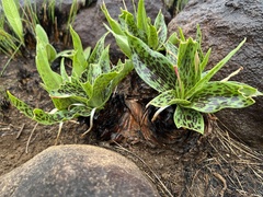 Ledebouria