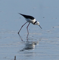 Himantopus leucocephalus