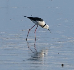 Himantopus leucocephalus